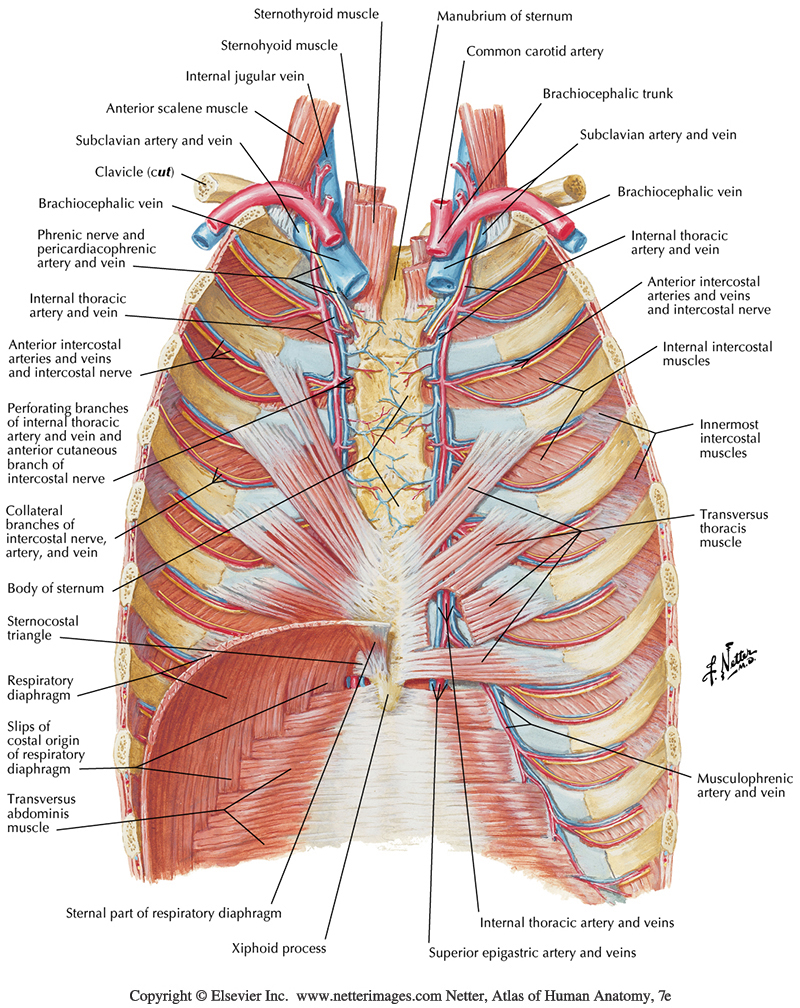 SGCHEST & THORAX
